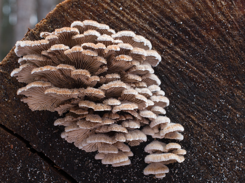 Schizophyllum commune